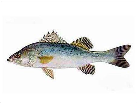點(diǎn)擊查看鱸魚的大圖