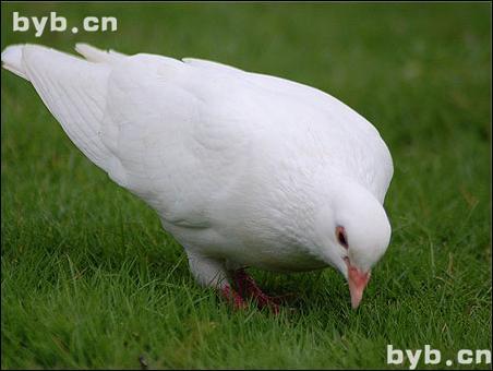 點(diǎn)擊查看鴿肉的大圖