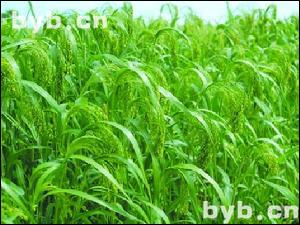 點(diǎn)擊查看稷米的大圖