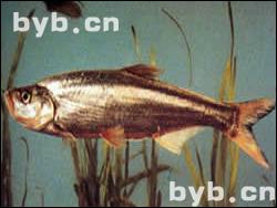 點(diǎn)擊查看白魚(yú)的大圖