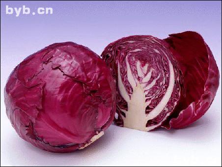 點(diǎn)擊查看紫甘藍(lán)的大圖