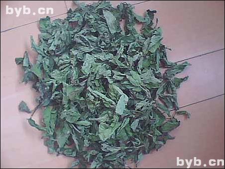 點擊查看薄荷的大圖