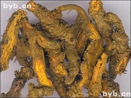 點(diǎn)擊查看黃連的大圖